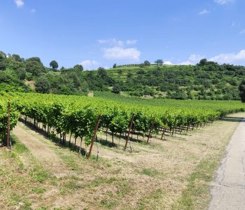 campestre tra vigneti al rientro 2 Viart