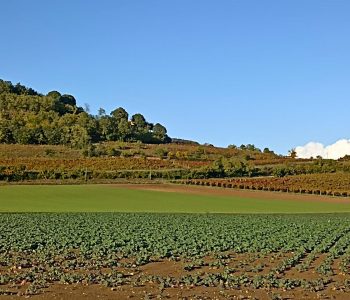 colli berici Viart