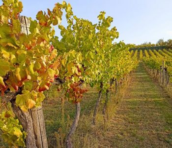 vigne colli Viart