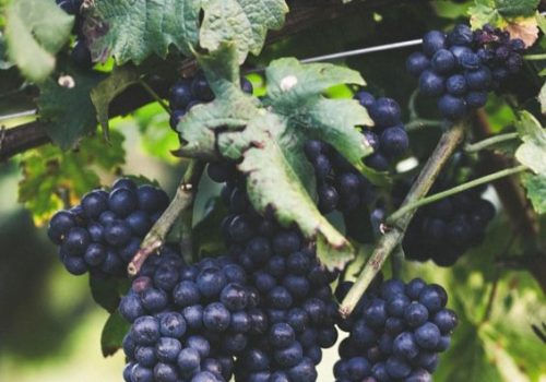 produzione vini artigianali veneto vicenza e1748437004568 Viart