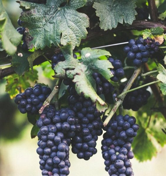 produzione vini artigianali veneto vicenza e1748437004568 Viart