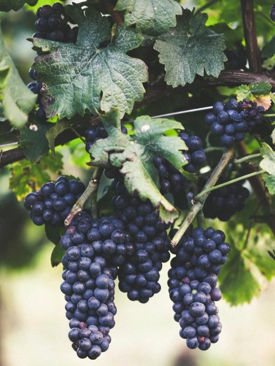 produzione vini artigianali veneto vicenza e1748437004568 Viart
