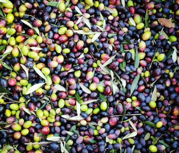 olive Viart