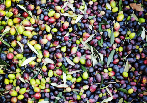 olive Viart