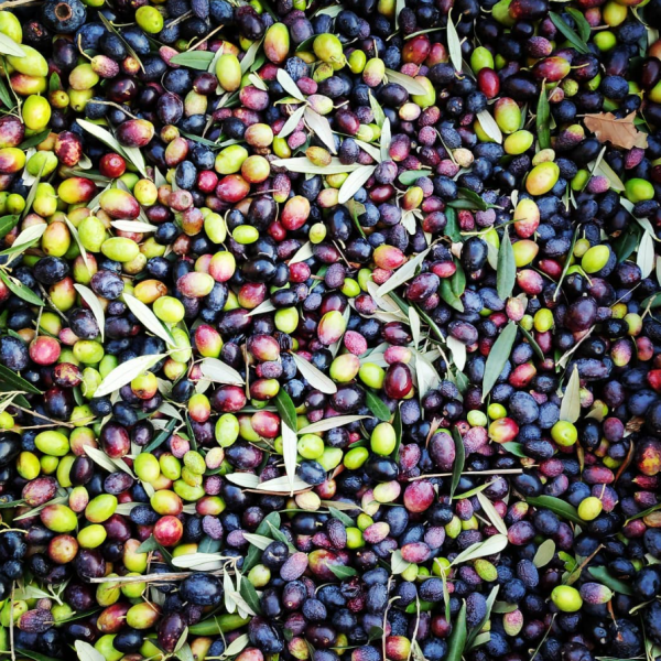 olive Viart