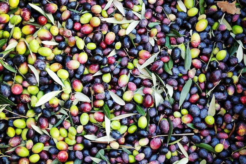 olive produzione olio artigianale frantoi Viart