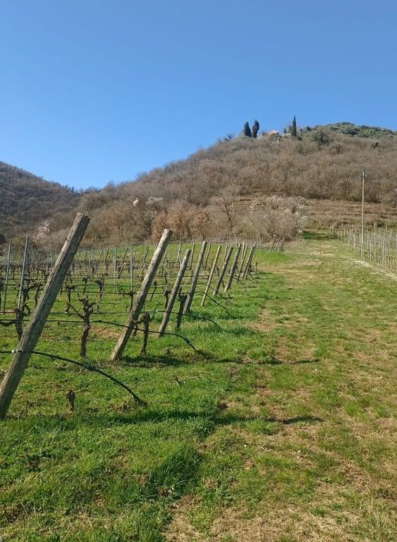colli berici sentieri natura vigneti e1761295043228 Viart