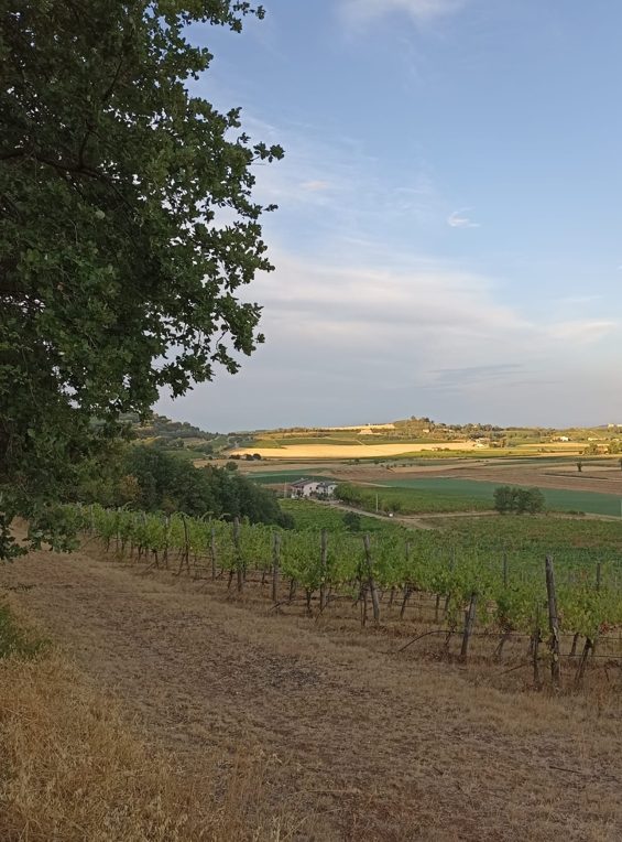 panorami colli berici escursioni itinerari e1761295352248 Viart