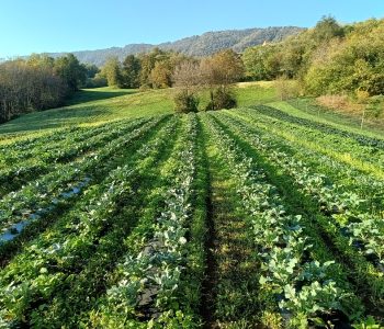 IMG 20241101 083655084 HDR Viart