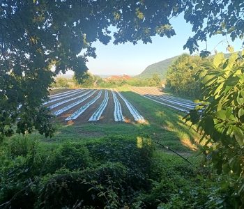 IMG 20250809 184346726 HDR Viart