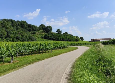basso vicentino campagna colli berici Viart