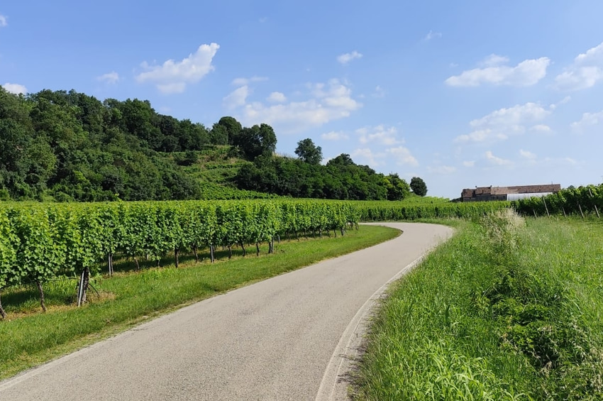 basso vicentino campagna colli berici Viart