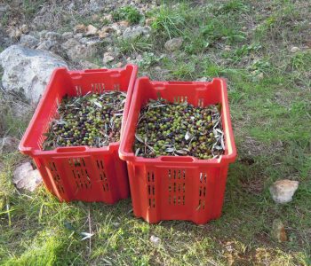 Del Rèbene DSCN1787 1024x768 1 Viart