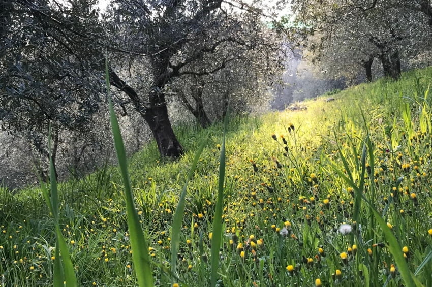 paesaggi colli veneti vicenza provincia Viart