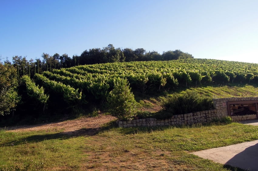 vigneti colli berici produzione vinicola Viart