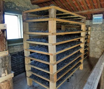 Del Rèbene vinificazione azienda agricola del rebene Viart