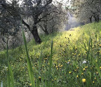 Del Rèbene visite guidate degustazione vini 2 Viart