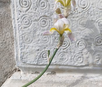 IMG20240427165138 Copia Viart