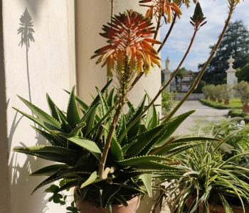 IMG20240427171255 Copia Viart