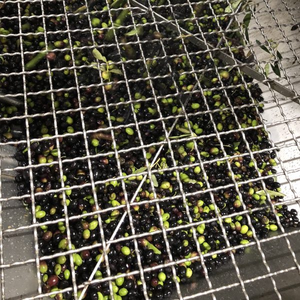 IMG 3486 Copia Viart