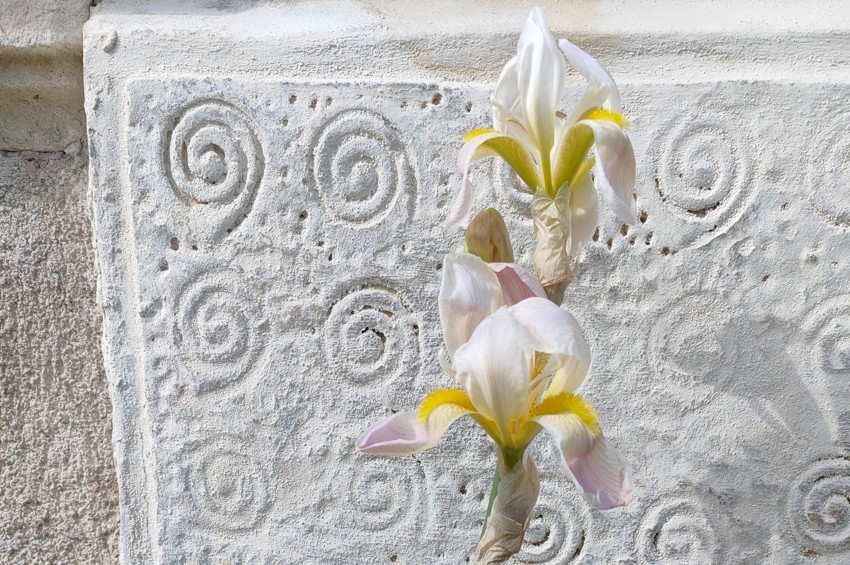 Forme e colori per composizioni floreali